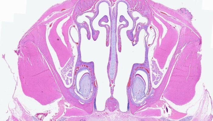 Histopathology II - 700x400