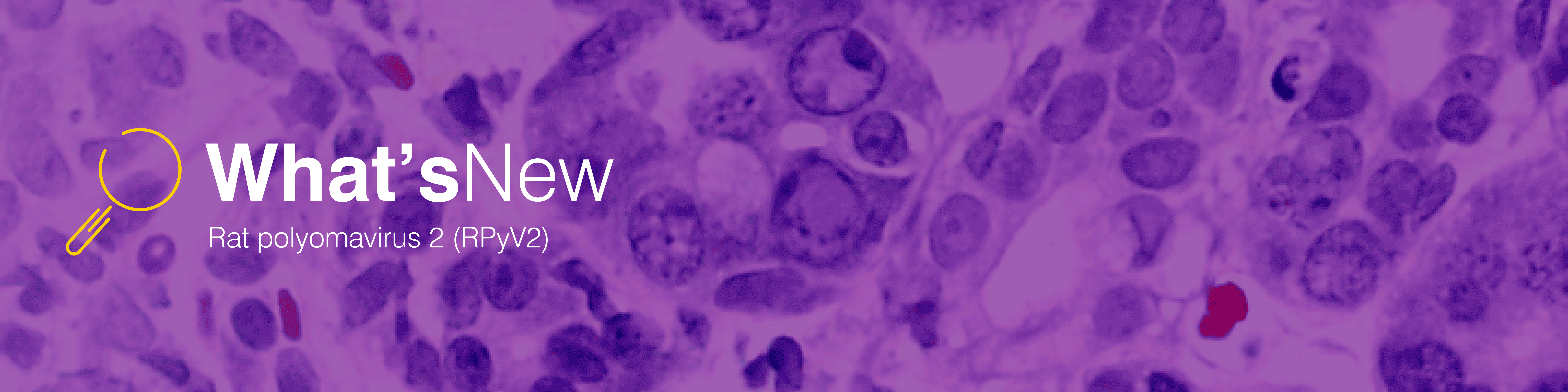 IBA_What's-New-Rat-Poly-Header
