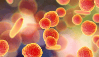 Mycoplasma
