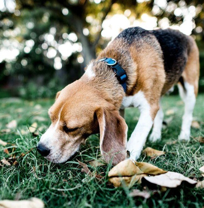 fecal-dx-detection-dog-sniffing-jpg__1000x1000_q80_subsampling-2 fecal-dx-detection-dog-sniffing-jpg__1000x1000_q80_subsampling-2